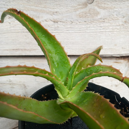 Aloe helenae, 3 ltr. pot