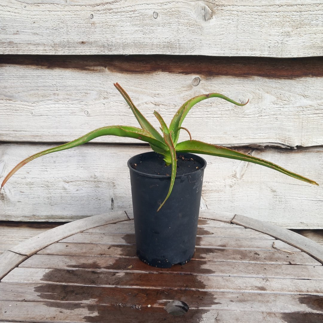 Aloe helenae, 3 ltr. pot