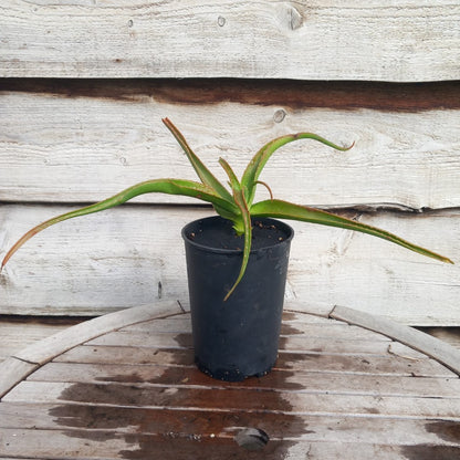 Aloe helenae, 3 ltr. pot