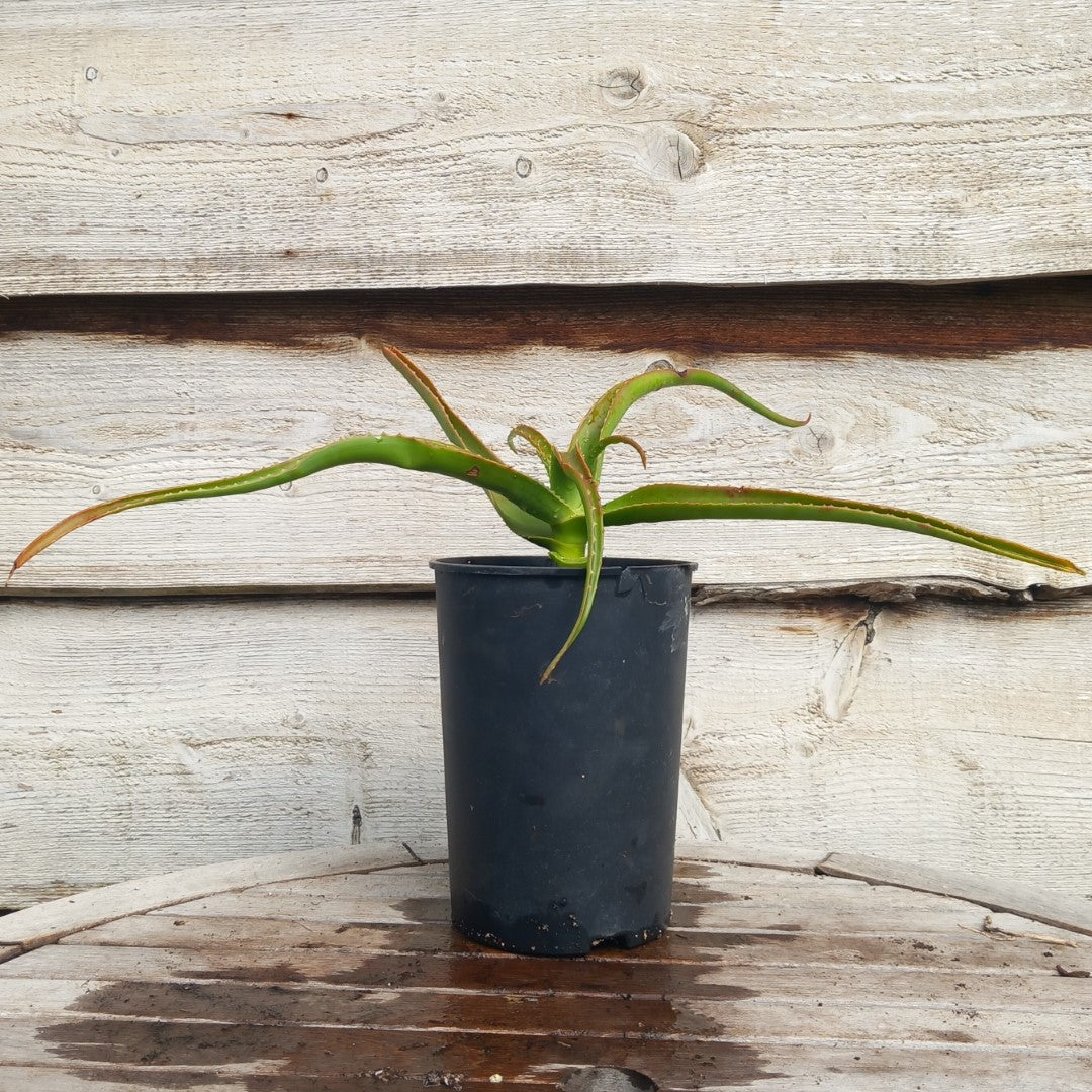 Aloe helenae, 3 ltr. pot