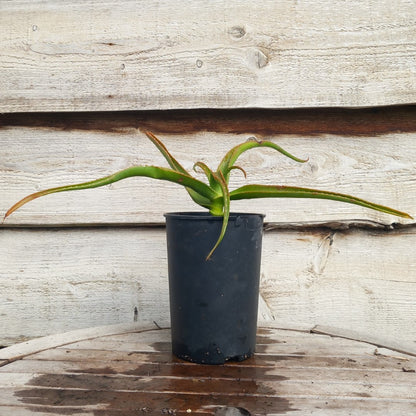 Aloe helenae, 3 ltr. pot