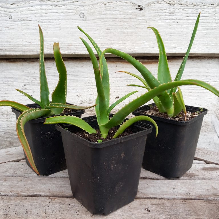 Aloe helenae P9 pot
