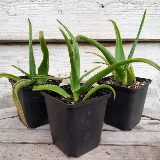 Aloe helenae P9 pot