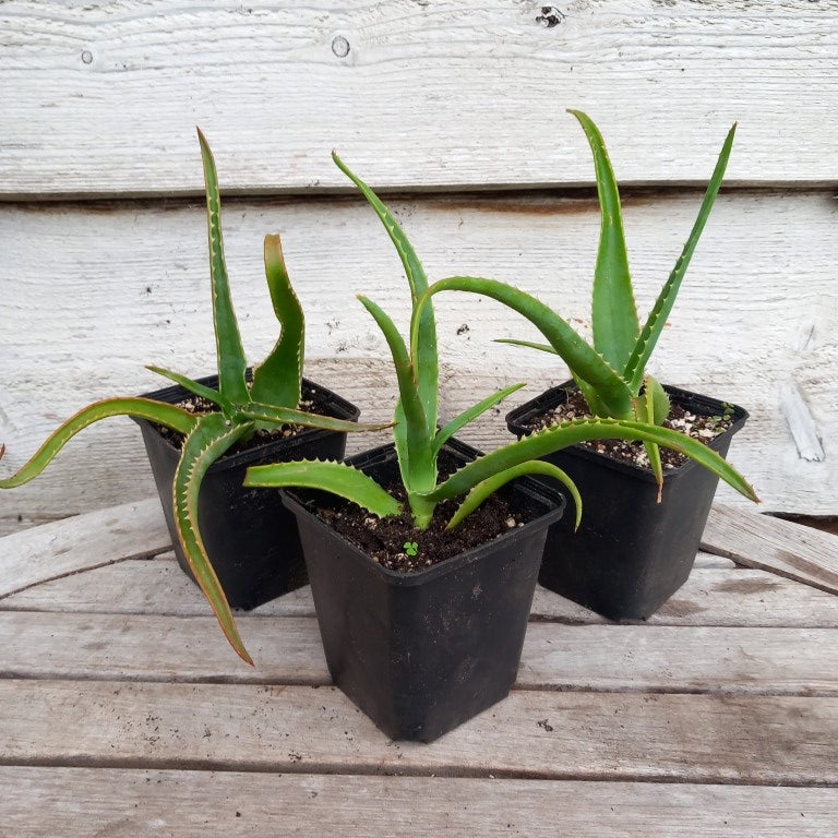 Aloe helenae P9 pot