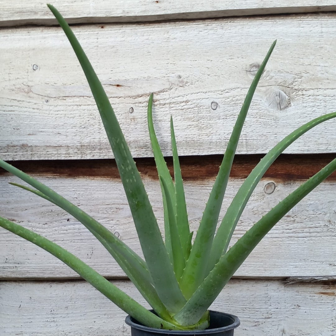 Aloe vera barbadensis, total 50-60 cm