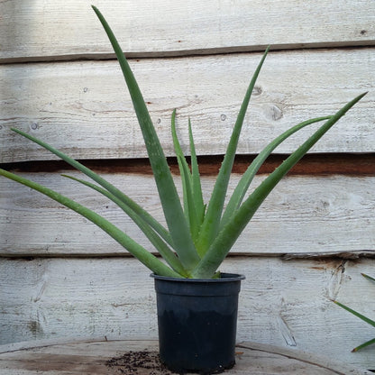 Aloe vera barbadensis, total 50-60 cm