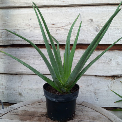 Aloe vera barbadensis, total 60-70 cm