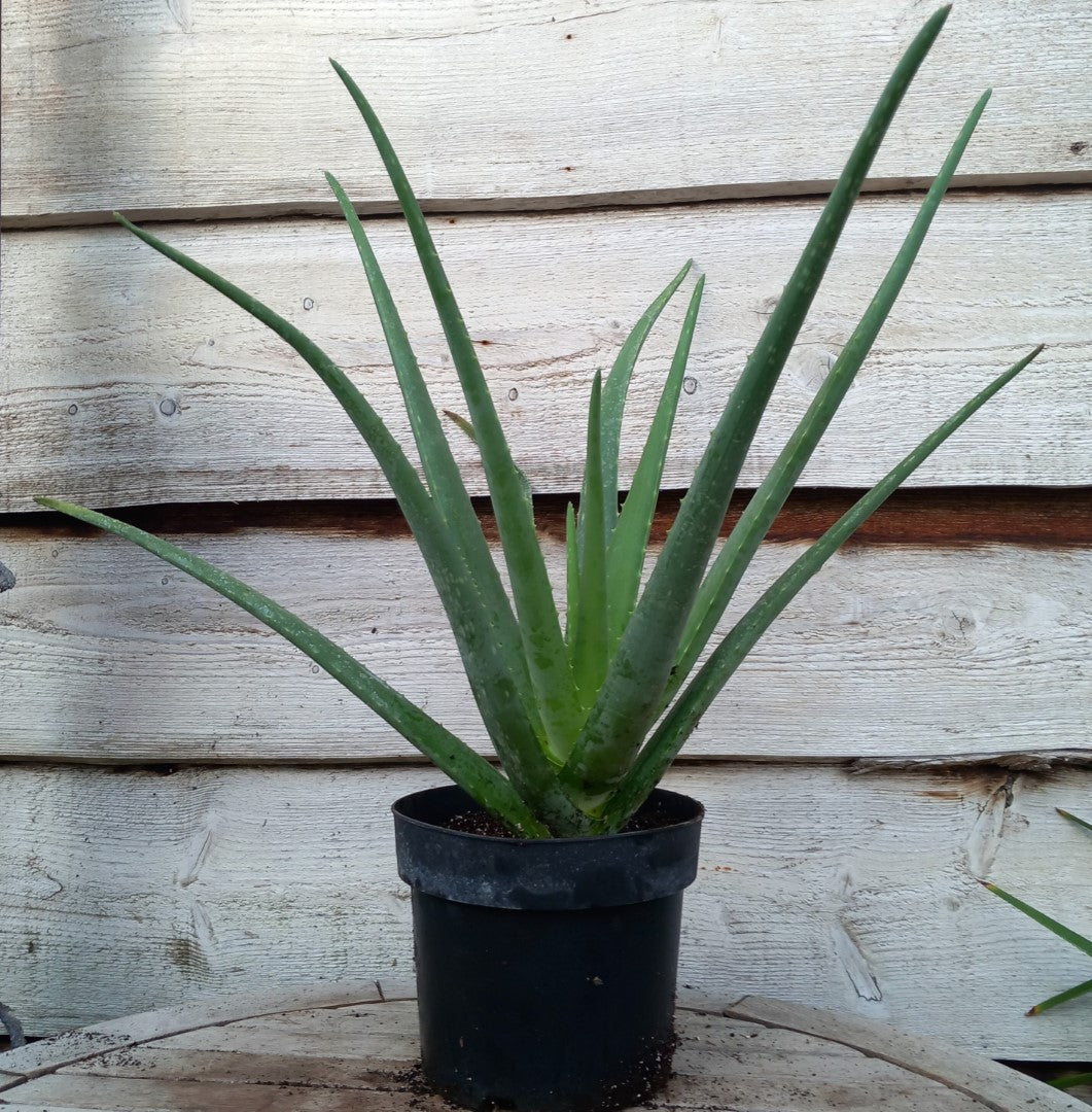 Aloe vera barbadensis, total 60-70 cm