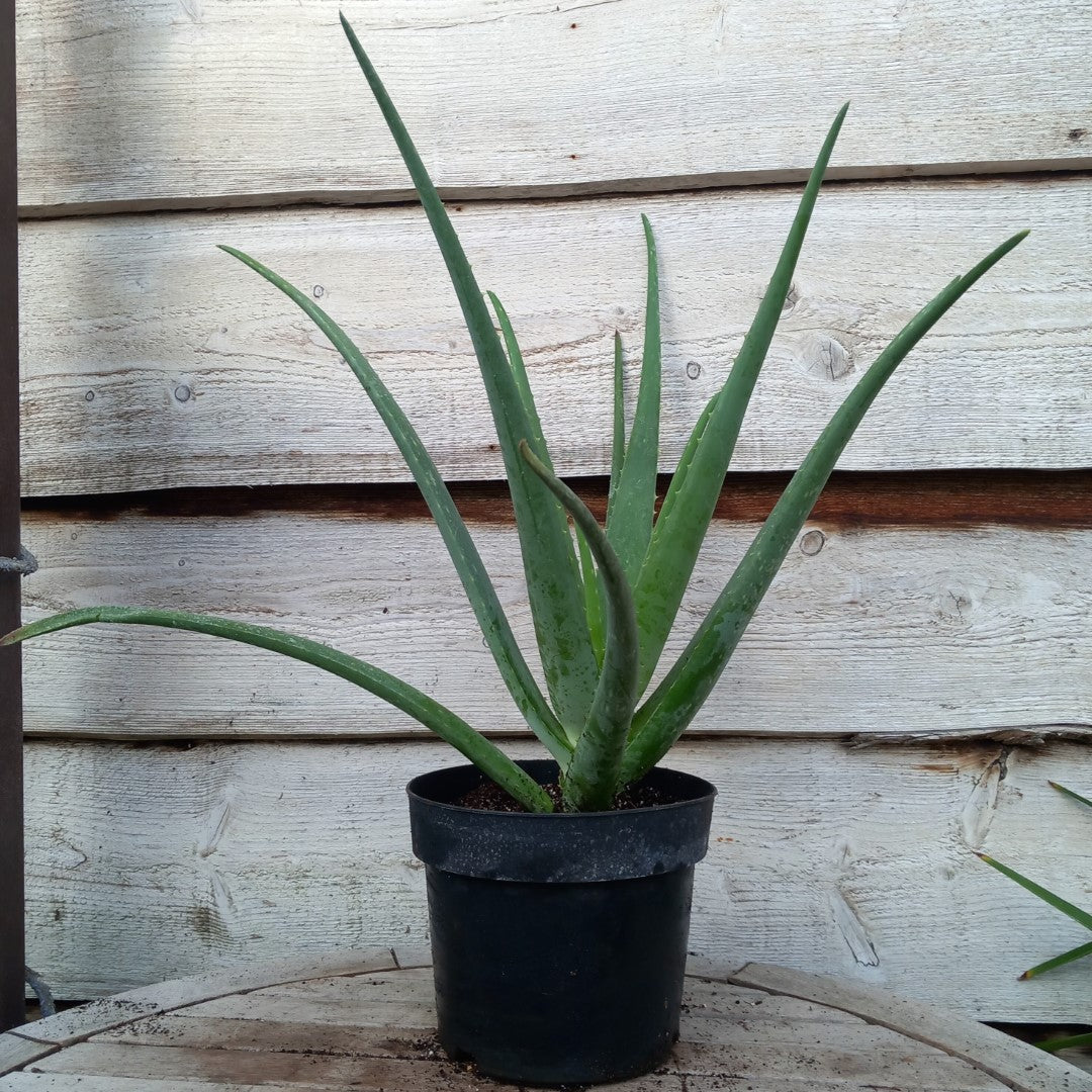 Aloe vera barbadensis, total 60-70 cm