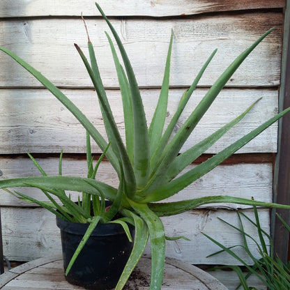 Aloe vera barbadensis, total 90+ cm, multiplant