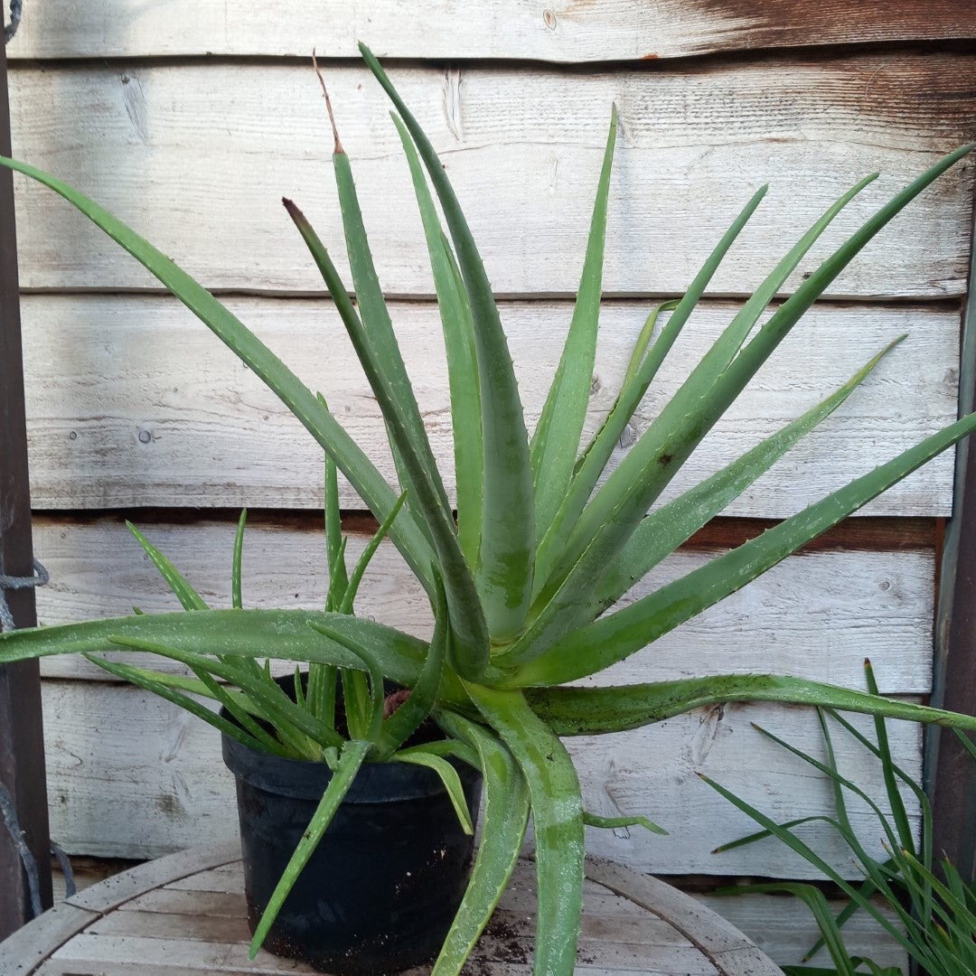 Aloe vera barbadensis, total 90+ cm, multiplant