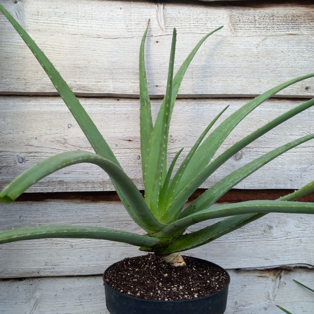 Aloe vera barbadensis, total 80-90 cm