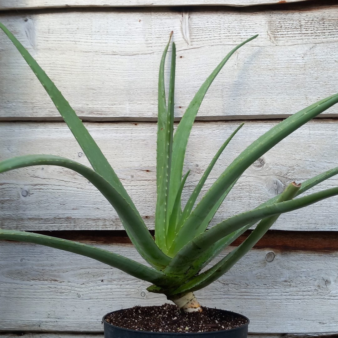 Aloe vera barbadensis, total 80-90 cm
