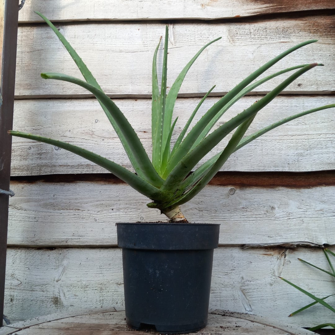 Aloe vera barbadensis, total 80-90 cm