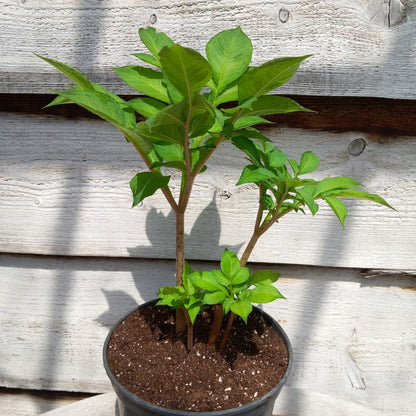 Amorphophallus konjac, 4 plants, total 45 cm, pot Ø15 cm