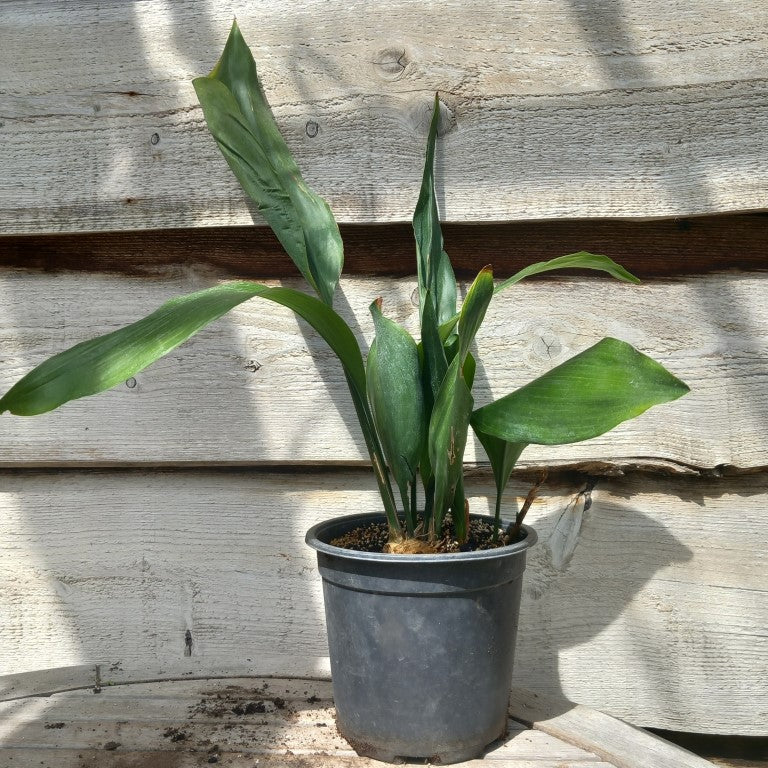 Aspidistra elatior, total 50-70 cm, 2 ltr. pot