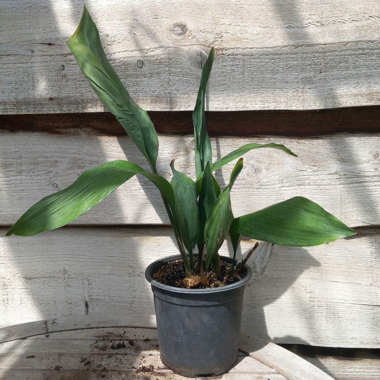 Aspidistra elatior, total 50-70 cm, 2 ltr. pot