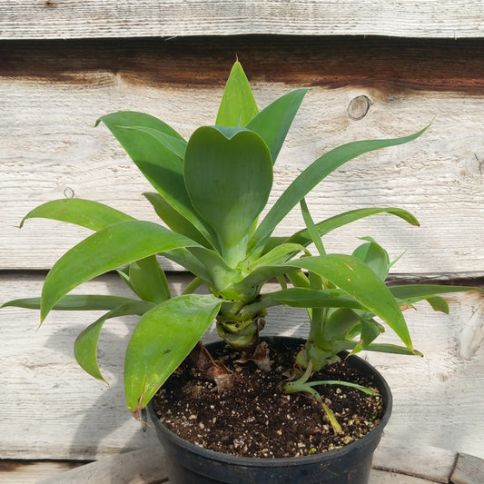 Agave attenuata, 4 heads, total 40 cm (No. 1)