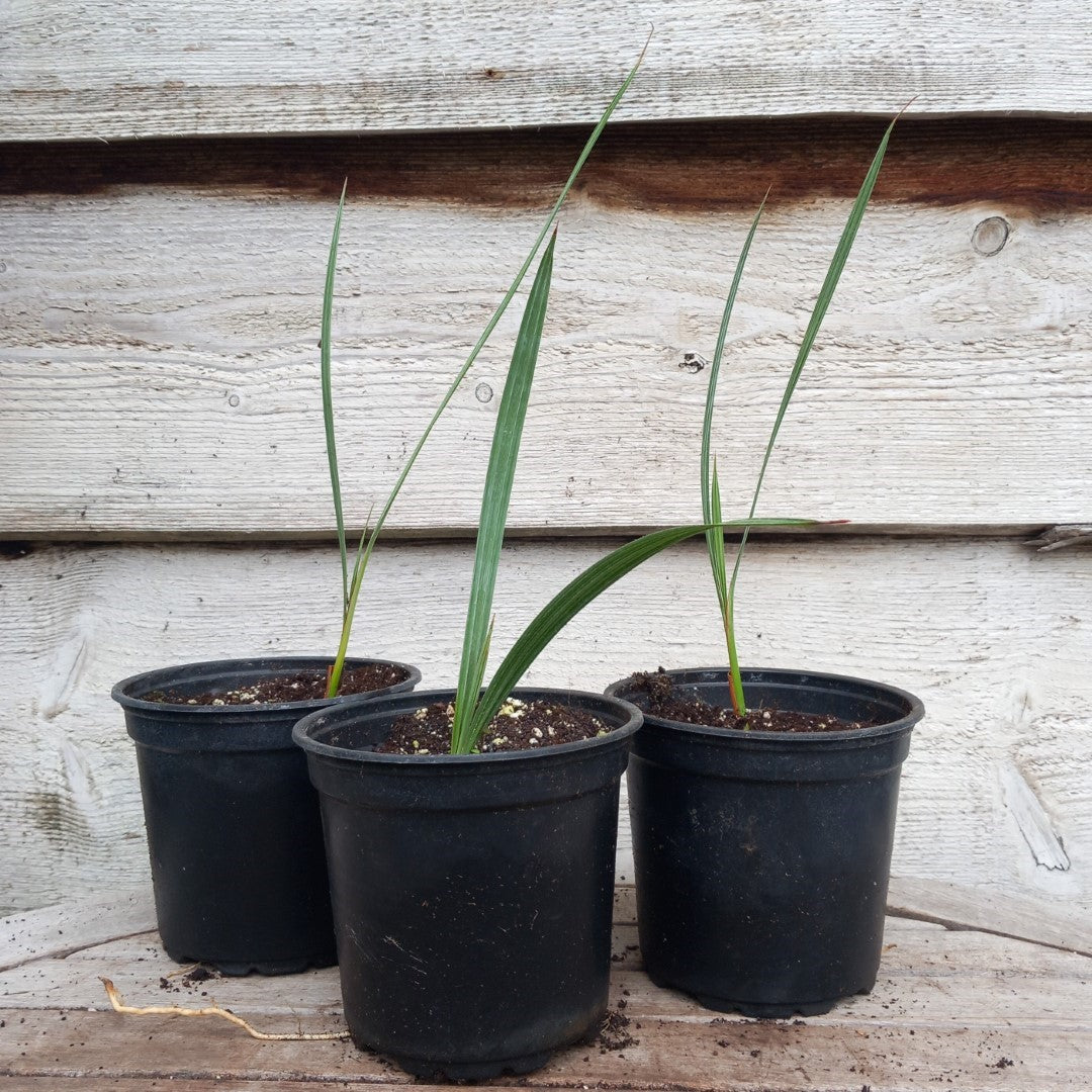 Brahea armata, pot Ø13 cm