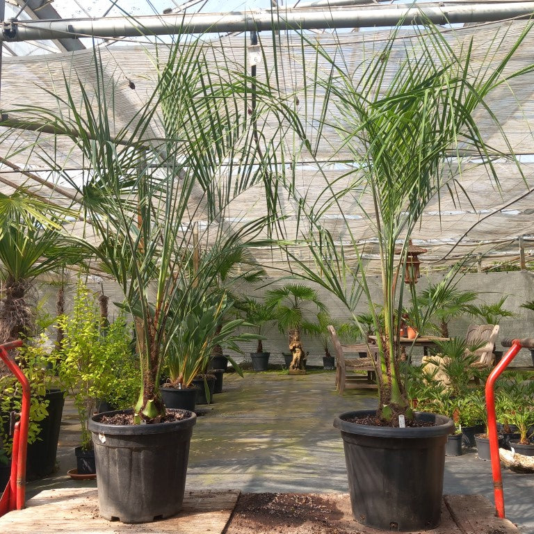 Butia capitata 210 cm
