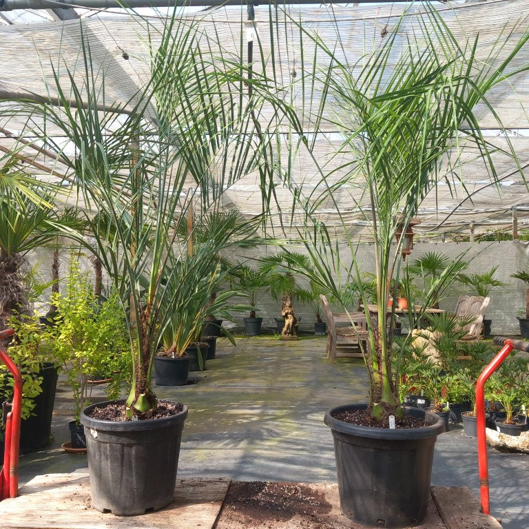 Butia capitata 210 cm