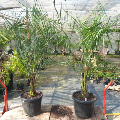Butia capitata 210 cm
