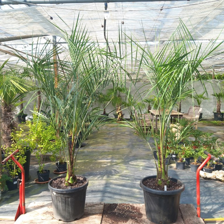 Butia capitata 210 cm
