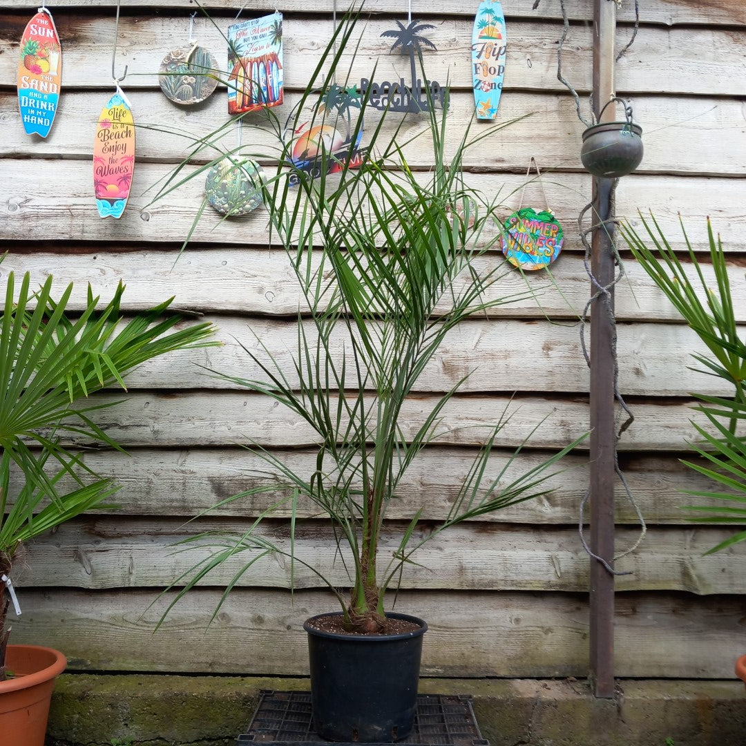 Butia capitata, stem/plant/total 30/180/205 cm, pot Ø 30 cm