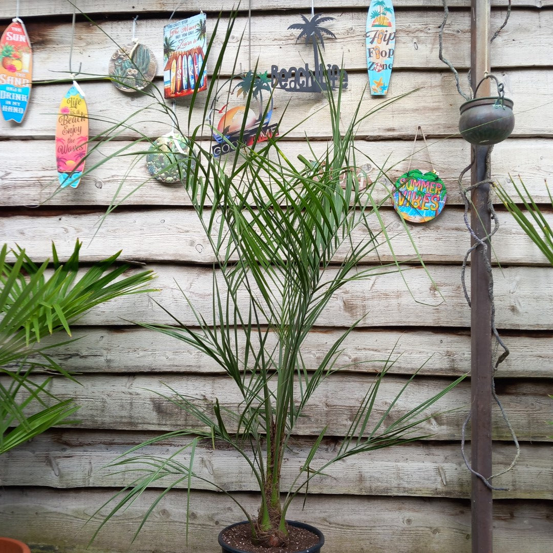 Butia capitata, stem/plant/total 30/180/205 cm, pot Ø 30 cm
