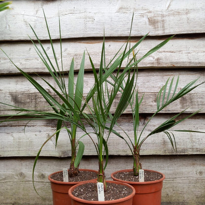 Butia capitata var. odorata, total 75-90 cm, pot Ø 20 cm