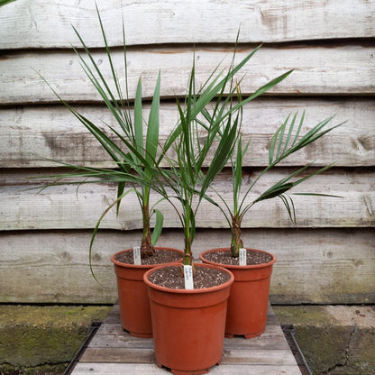 Butia capitata var. odorata, total 75-90 cm, pot Ø 20 cm