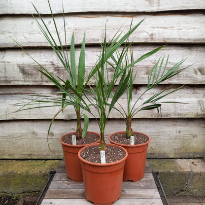 Butia capitata var. odorata, total 75-90 cm, pot Ø 20 cm