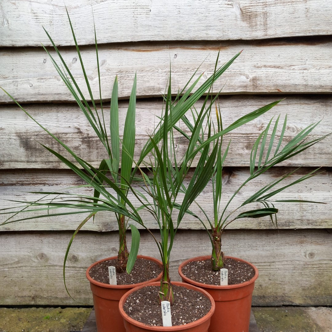 Butia capitata var. odorata, total 75-90 cm, pot Ø 20 cm
