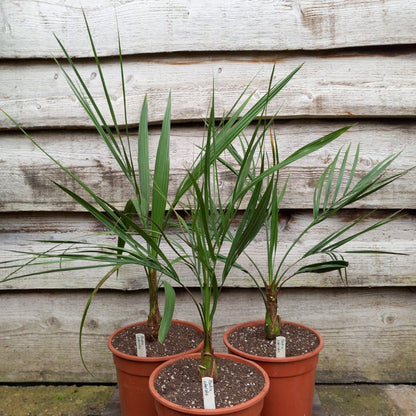 Butia capitata var. odorata, total 75-90 cm, pot Ø 20 cm