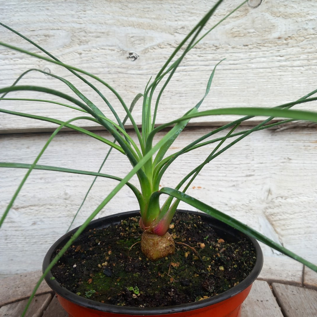 Calibanus hookeri, caudex Ø 3 cm