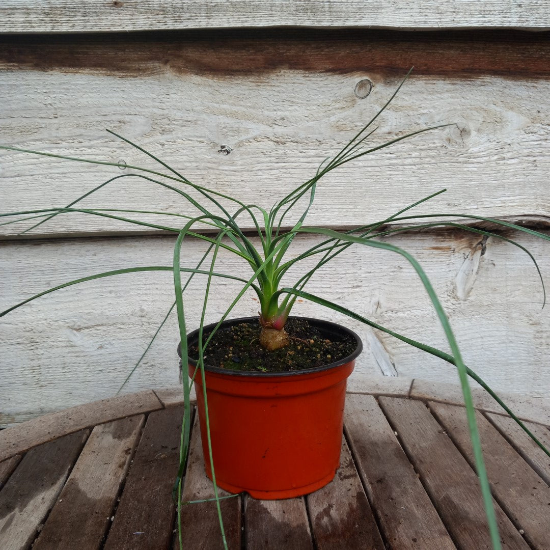 Calibanus hookeri, caudex Ø 3 cm