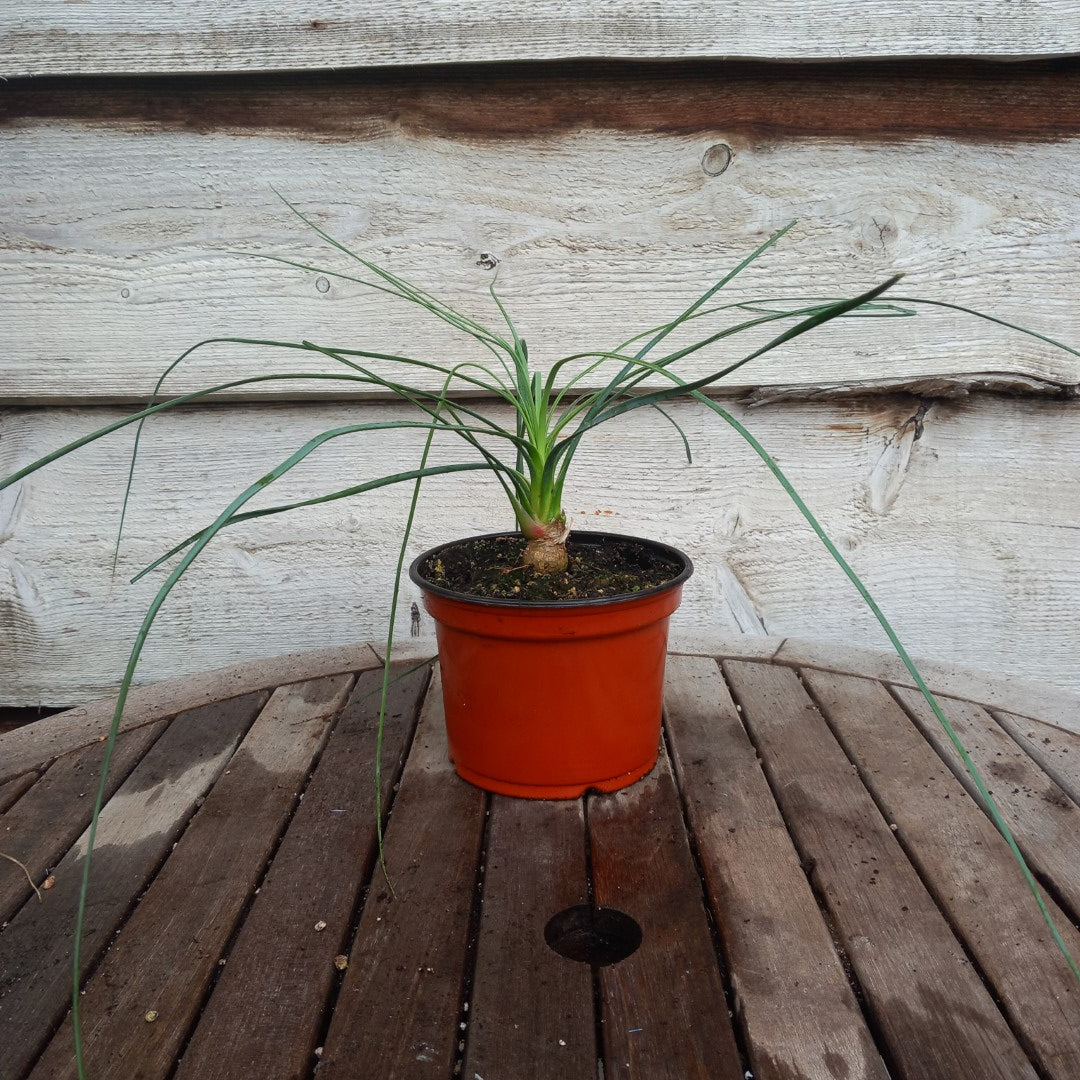 Calibanus hookeri, caudex Ø 3 cm