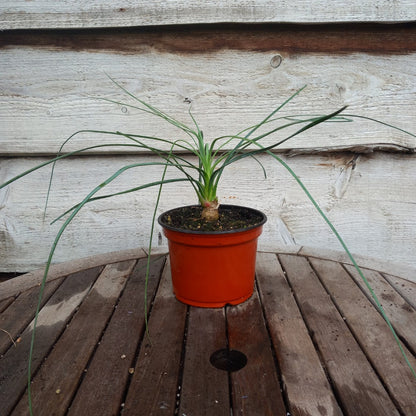 Calibanus hookeri, caudex Ø 3 cm