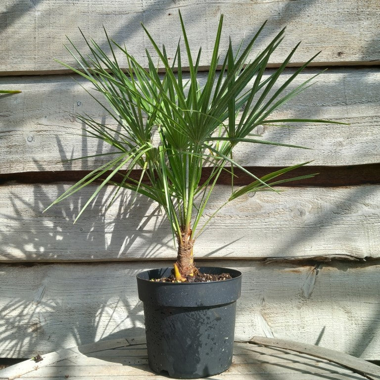 Chamaerops humilis, total 60-70 cm, pot Ø 20 cm