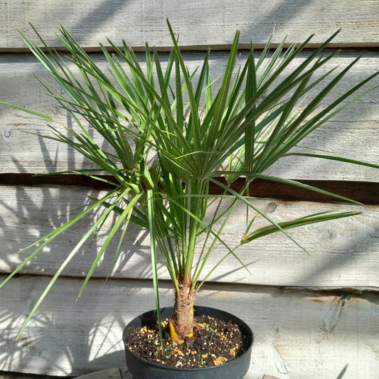 Chamaerops humilis, total 60-70 cm, pot Ø 20 cm