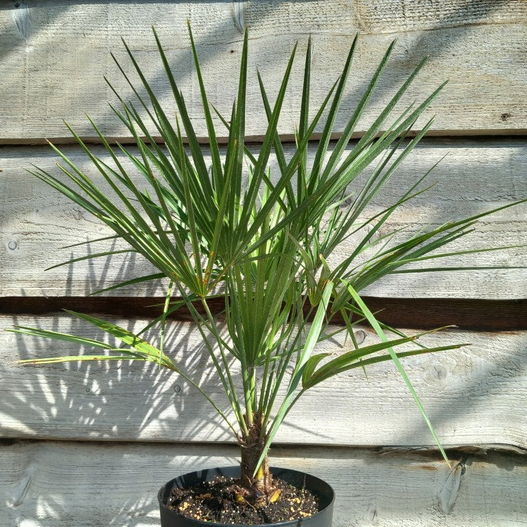 Chamaerops humilis, total 60-70 cm, pot Ø 20 cm