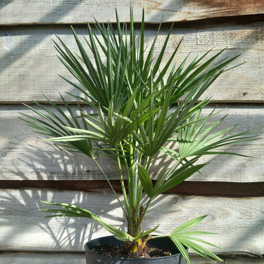 Chamaerops humilis, total 80-90 cm, pot Ø 27 cm