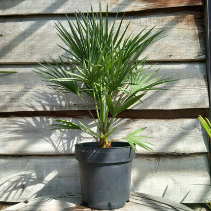 Chamaerops humilis, total 80-90 cm, pot Ø 27 cm
