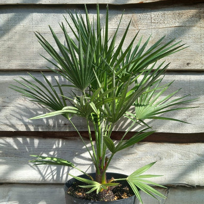 Chamaerops humilis, total 80-90 cm, pot Ø 27 cm