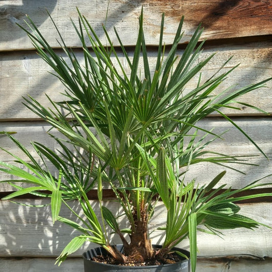 Chamaerops humilis, multistem, total 80-90 cm, pot Ø 27 cm