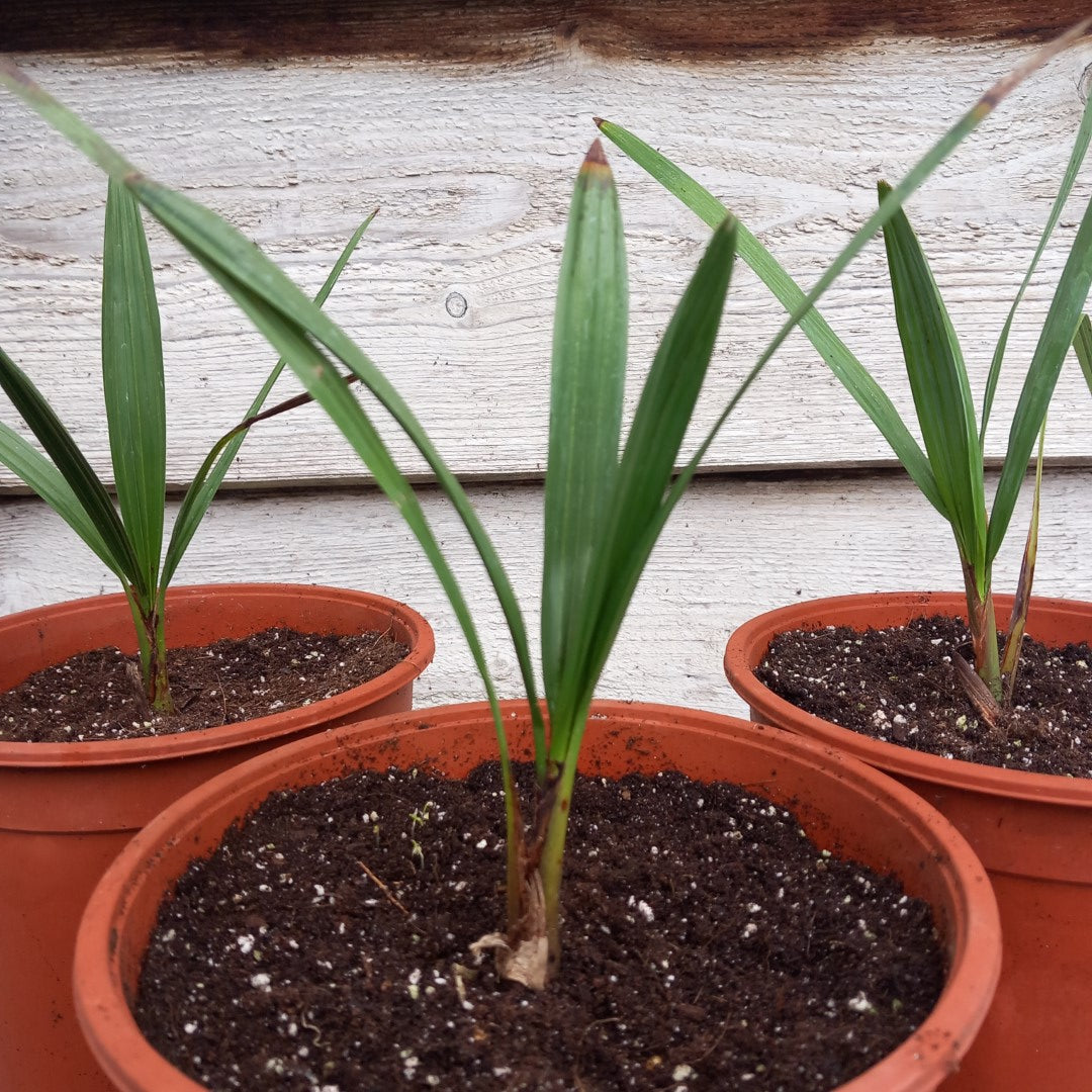 Chamaerops humilis cerifera, 2 ltr. pot