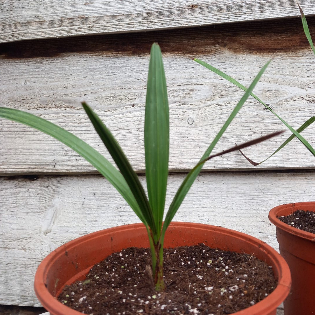 Chamaerops humilis cerifera, 2 ltr. pot