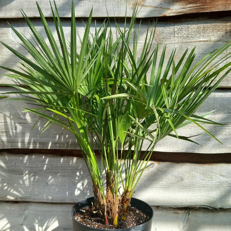 Chamaerops humilis, multi plants, total 90-100 cm, pot Ø 27 cm