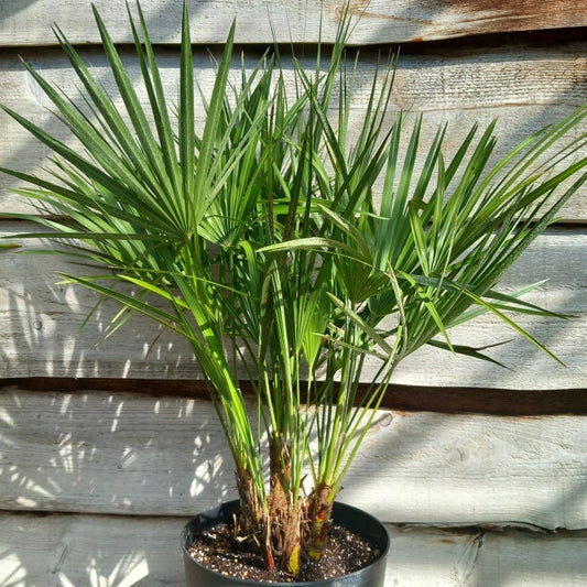 Chamaerops humilis, multi plants, total 90-100 cm, pot Ø 27 cm