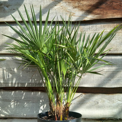 Chamaerops humilis, multi plants, total 90-100 cm, pot Ø 27 cm